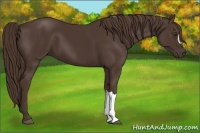 Horse Color:Liver Chestnut 