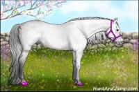 Horse Color:Gray Bay 