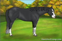 Horse Color:Black Splash 
