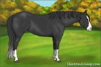 Horse Color:Black Splash 