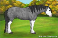 Horse Color:Blue Roan Splash 