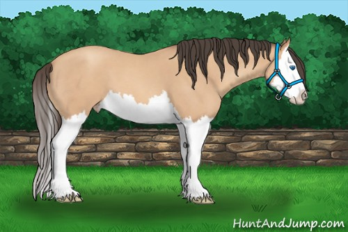 Horse Color: Amber Champagne Roan Splash 