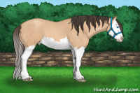 Horse Color:Amber Champagne Roan Splash