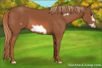 Horse Color:Liver Chestnut Frame 
