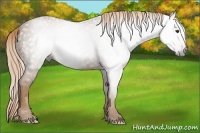 Horse Color:Gray Chestnut 