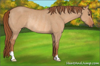 Horse Color:Red Dun Rabicano