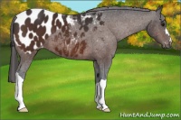 Horse Color:Bay Appaloosa 