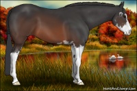 Horse Color:Brown Sabino 