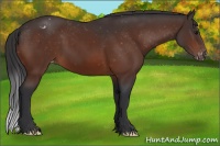 Horse Color:Bay Appaloosa 