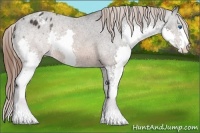 Horse Color:Brown Splash Appaloosa 