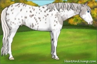 Horse Color:Silver Black Splash Near Leopard 