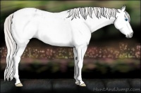 Horse Color:Gray White Spotted Silver Black Splash Tobiano Appaloosa