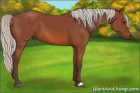 Horse Color:Silver Bay 