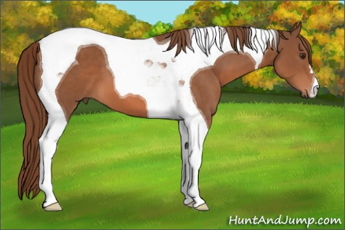 Horse Color: Liver Chestnut Tobiano 