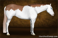 Horse Color:Chestnut Splash Rabicano 