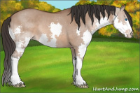 Horse Color:Bay Dun Splash 