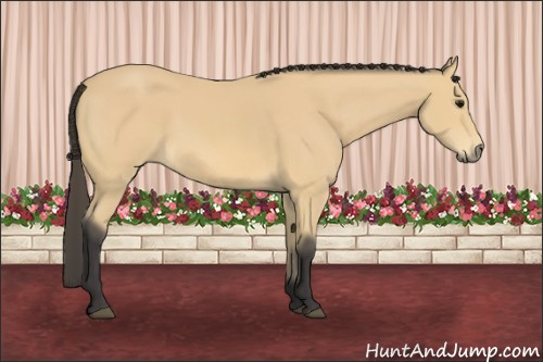 Horse Color: Buckskin 