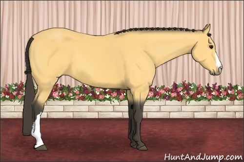 Horse Color: Buckskin 
