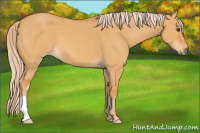 Horse Color:Chocolate Palomino Dun 