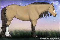 Horse Color:Buckskin 