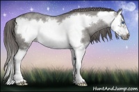 Horse Color:Grullo Roan Splash Frame Appaloosa 