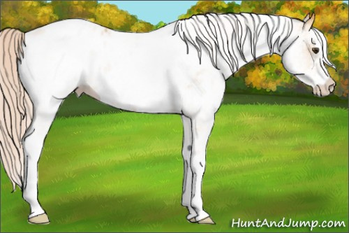 Horse Color: White Spotted Palomino Near Leopard 