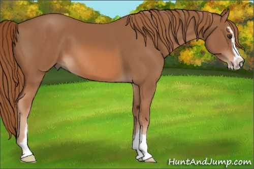 Horse Color: Chestnut Sabino 