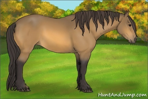 Horse Color:Buckskin 