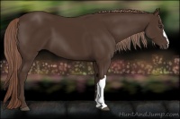 Horse Color:Liver Chestnut 