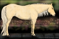 Horse Color:Palomino Roan 