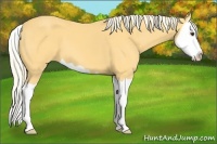 Horse Color:Palomino Splash 
