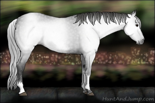 Horse Color:Gray White Spotted Black