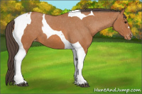 Horse Color:Bay Tobiano Blanket 