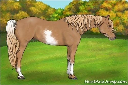 Horse Color:White Spotted Chestnut 