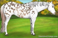 Horse Color:Brown Dun Sabino Tobiano Near Leopard 