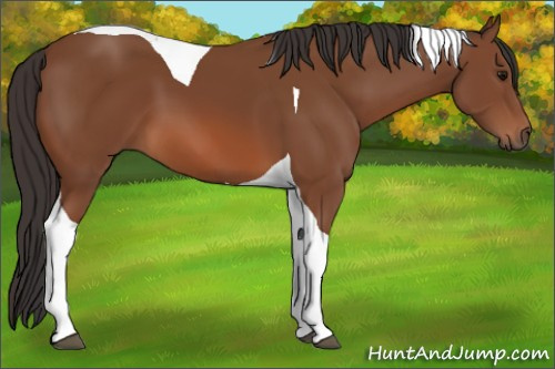 Horse Color: Bay Sabino Tobiano 