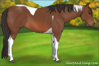 Horse Color:Bay Sabino Tobiano 