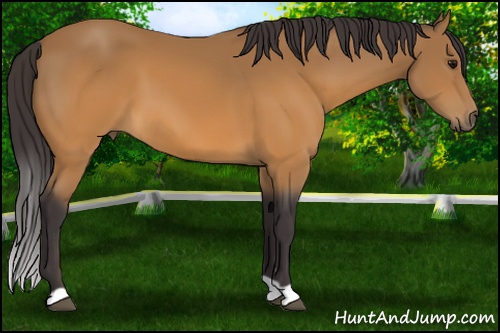 Horse Color: Buckskin 