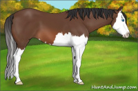 Horse Color:Bay Splash 