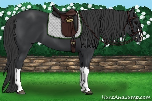 Horse Color: Black 