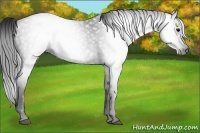 Horse Color:Gray Blue Roan