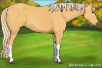 Horse Color:Palomino 