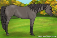 Horse Color:Smoky Grullo 