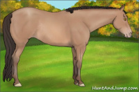 Horse Color:Amber Champagne Rabicano 