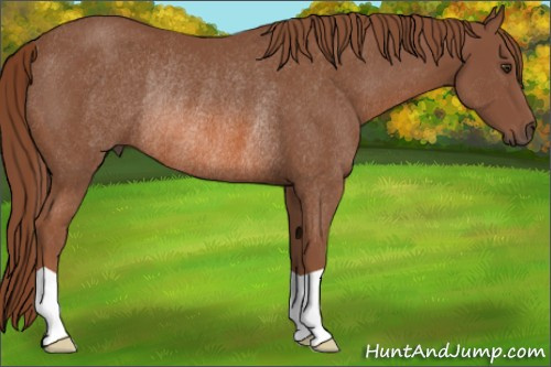 Horse Color: Liver Chestnut Rabicano 