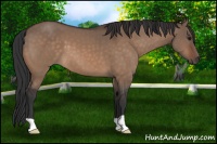 Horse Color:Bay Dun 