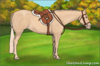 Horse Color:Gold Champagne 