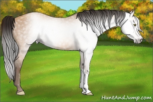 Horse Color:Gray Amber Champagne 