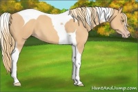 Horse Color:Gold Champagne Tobiano 