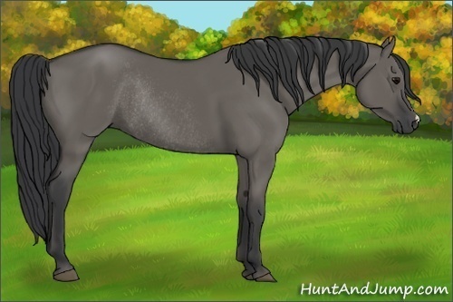 Horse Color:Grullo Rabicano